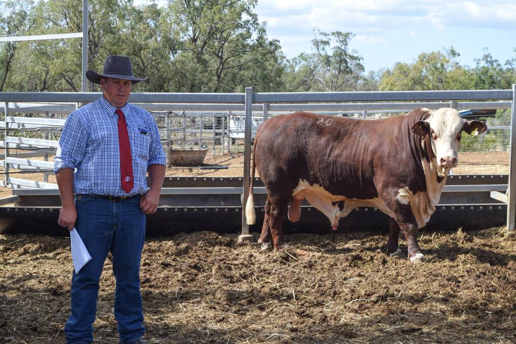 Vendor Stuart Dingle, Chasewater Brafords, Mount Perry, with his stud bull Chasewater Willis, who was purchased by Peter and Anne Kirkwood, Monto, for $8000. 