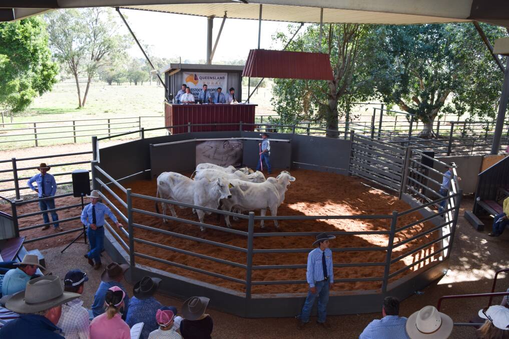 Competition heating up at the Elrose grey Brahman major reduction sale.