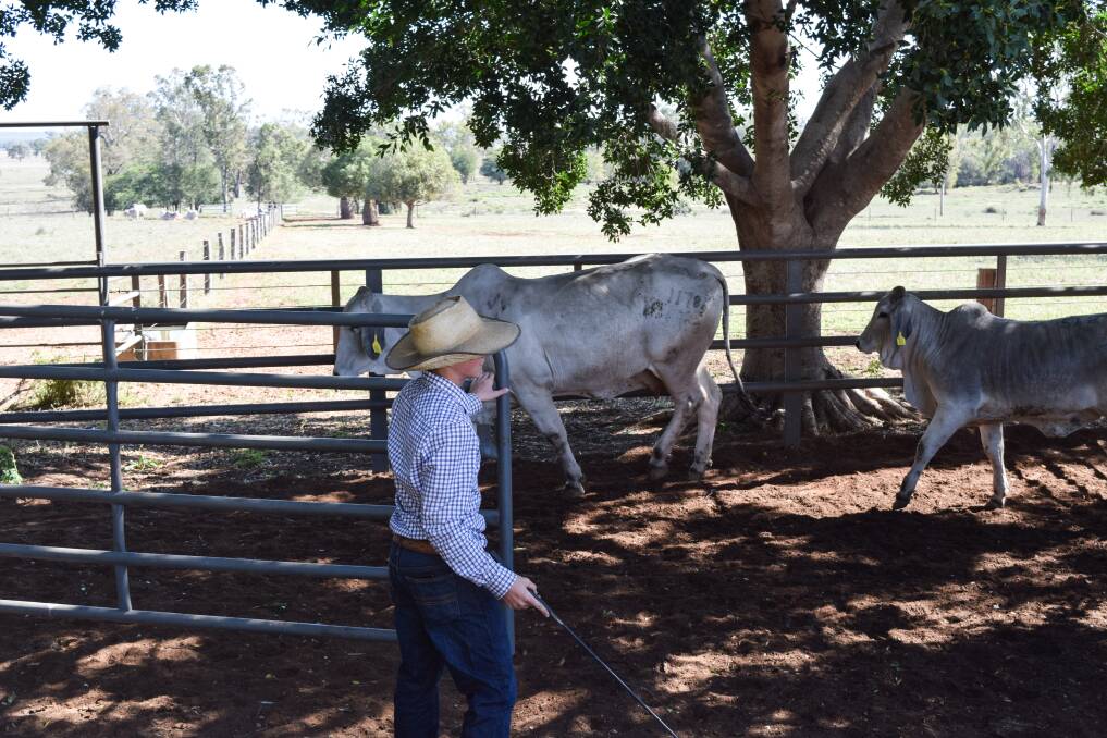 Back yard worker drafting the quiet, beautifully tempered cattle ready for sale.