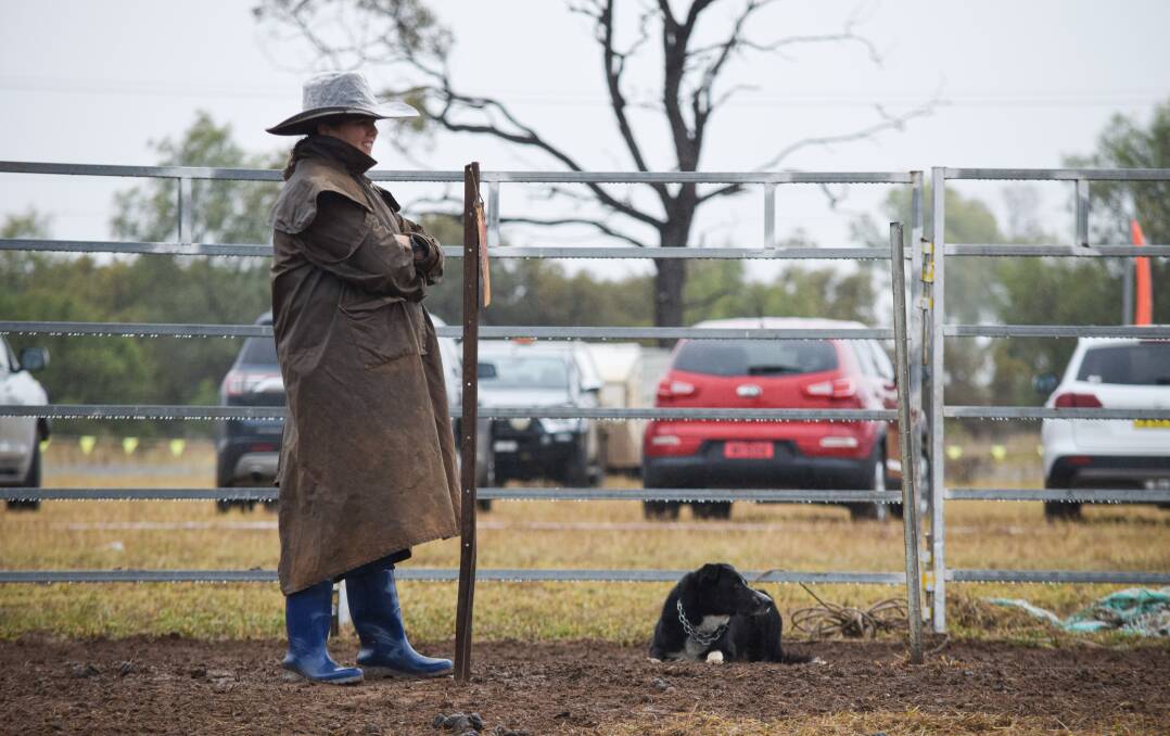 Koumala competitor Sam Connolly with her dog King, patiently waiting for cattle in the open dog trial finals held at Ag-grow on Saturday. 