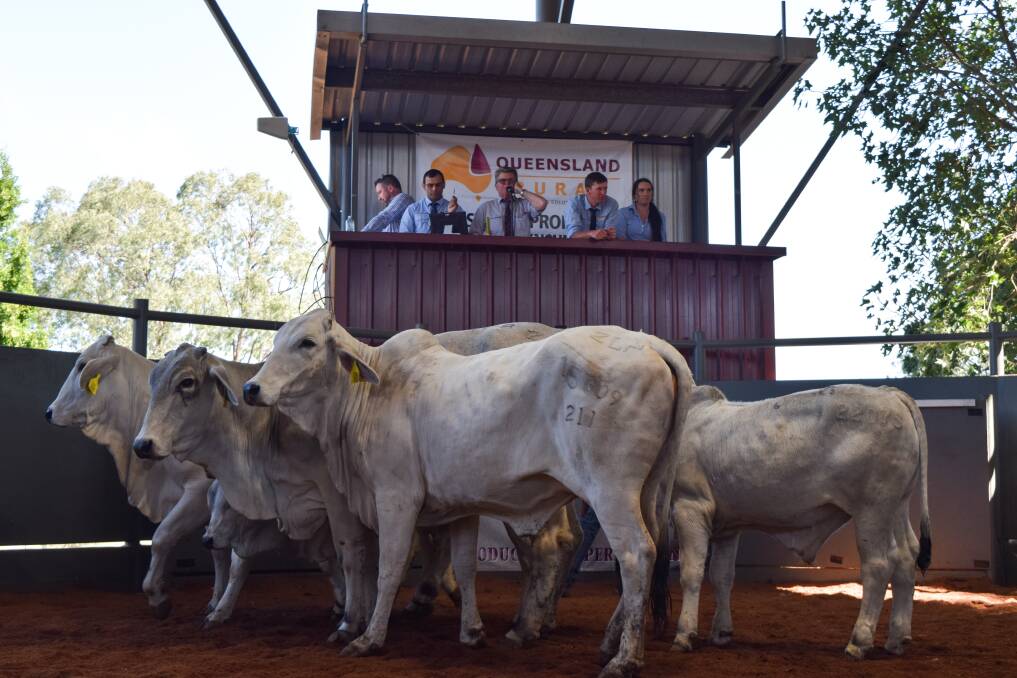 McCaffrey's Australian Livestock Marketing agent Ken McCaffrey, with Queensland Rural agents auctioning off a quality line of cows and calves.