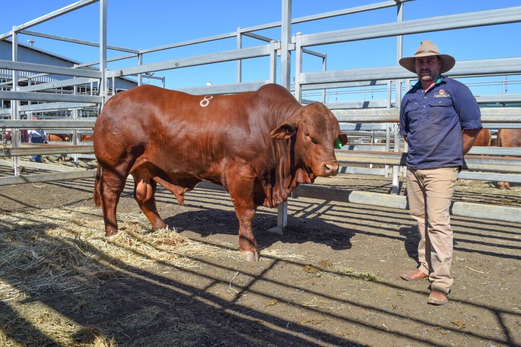 Vendor Daniel Sommer with his top priced stud bull Sommer Capone (P), who was purchased by Aurora stud for $28,000.