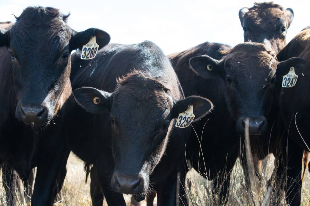 Hornery family celebrates 30 years in the Wagyu game
