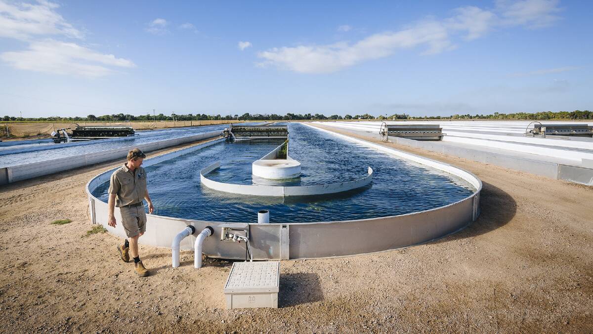 CLOSED LOOP: Water from the prawn ponds is pumped through algal forests before being returned to the prawns, boosting production and creating a closed loop. Photo by Andrew Rankin