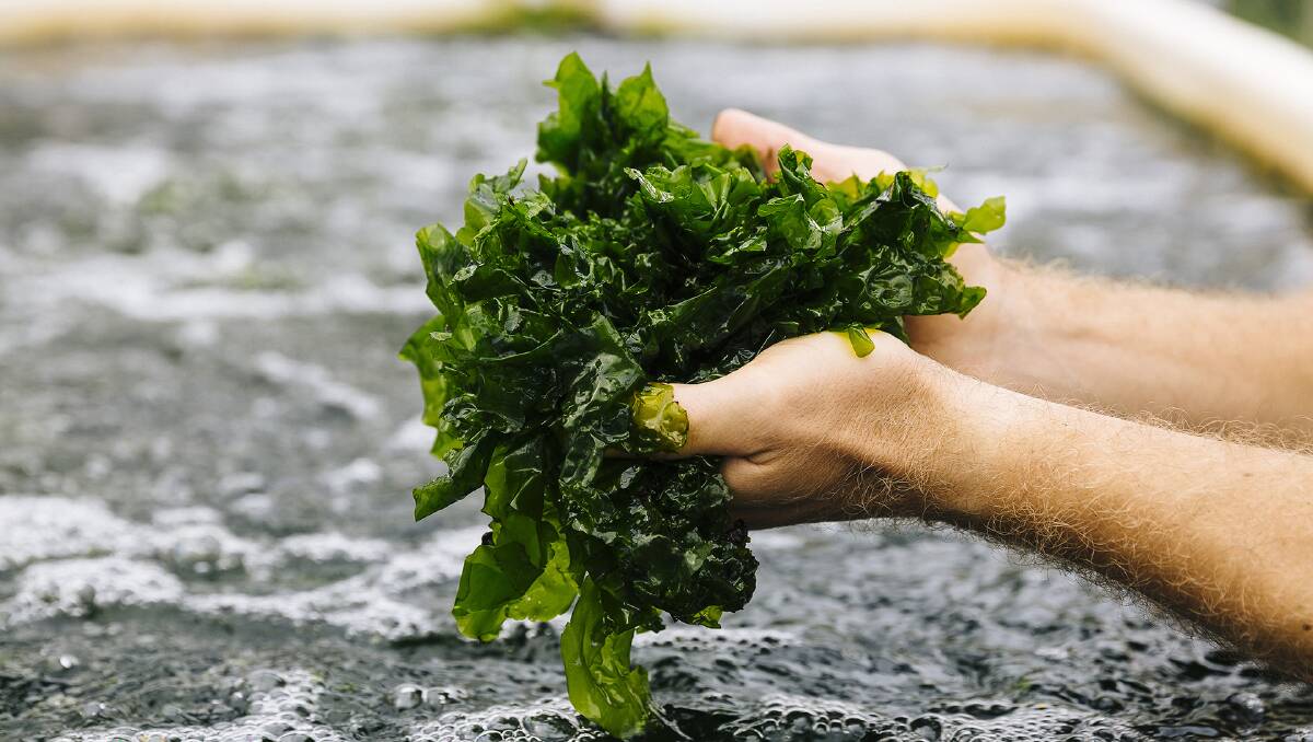 CLEANER: Ulva, known as Sea Lettuce, is one of the types of macro-algae used to filter water from Pacific Reef Fisheries prawn ponds near the Great Barrier Reef. Photo by Andrew Rankin