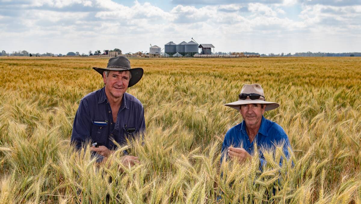 Greg and Terry Dalgliesh, Galtymore, Brigalow, in a crop of wheat in 2019. Photo: Pacific Seeds