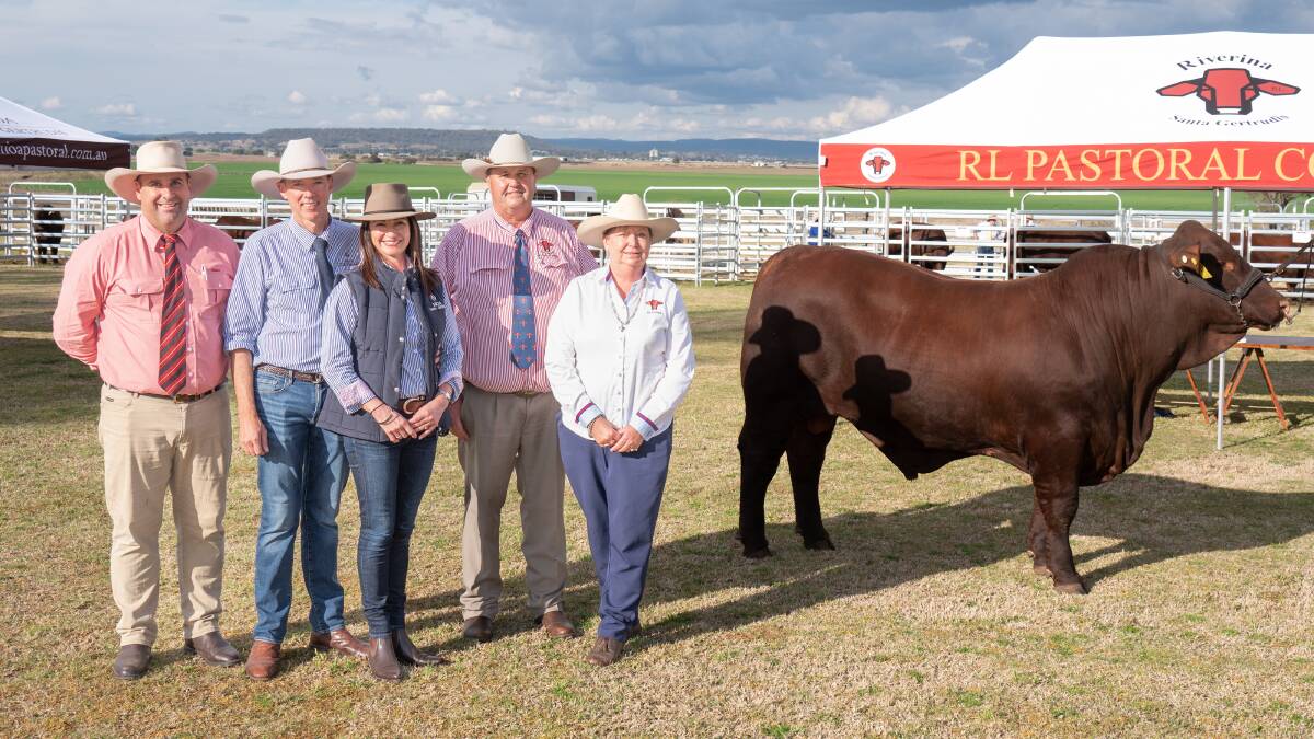 Anthony Ball, Elders auctioneer, buyers Rob and Eliza Nioa, Nioa Pastoral Company, Allora, and vendors Rob and Lorraine Sinnamon, RL Pastoral Company, Mayfield, Kyogle, NSW, with top-priced bull Riverina Roland Sanchez. Pictures by Brandon Long