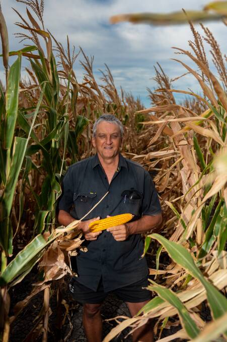 Wayne Ziesemer is "very happy" with how his corn crop is looking.