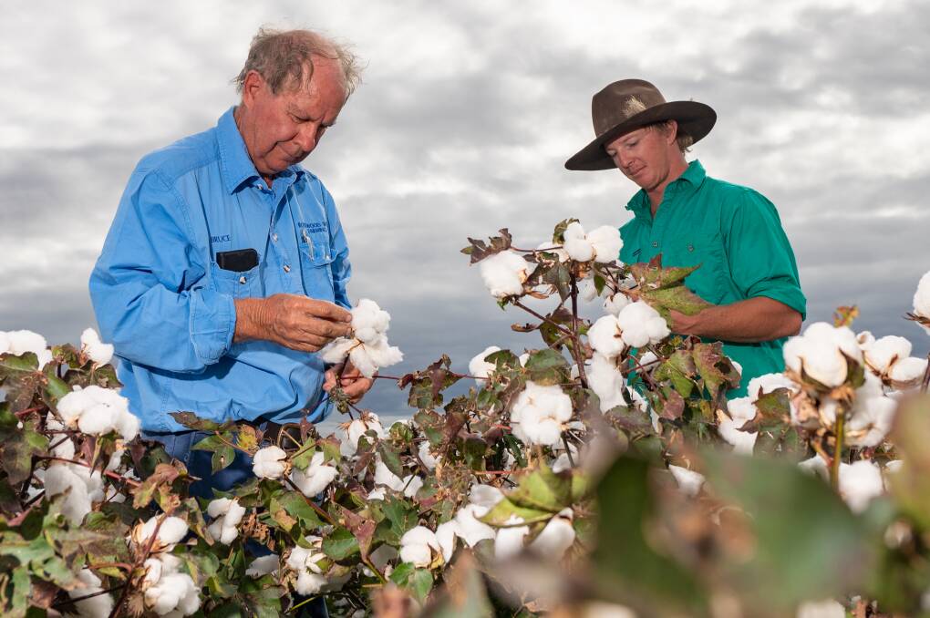Bruce Bailey and David Cross inspect the cotton crop after its second defoliation.