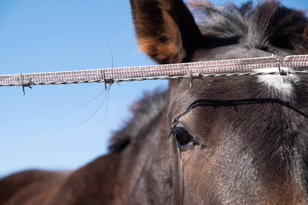 ON ALERT: Government and industry are urging horse owners to be alert to signs of JEV. Photo: Brandon Long