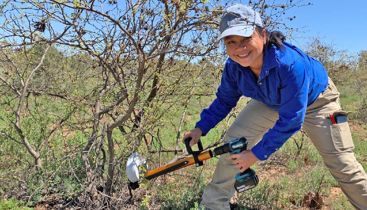 DRILLING WEEDS: UQ School of Agriculture and Food Sciences PhD candidate Amelia Limbongan has been tackling the mimosa bush with a drill and herbicide-filled capsules. Photo: UQ.