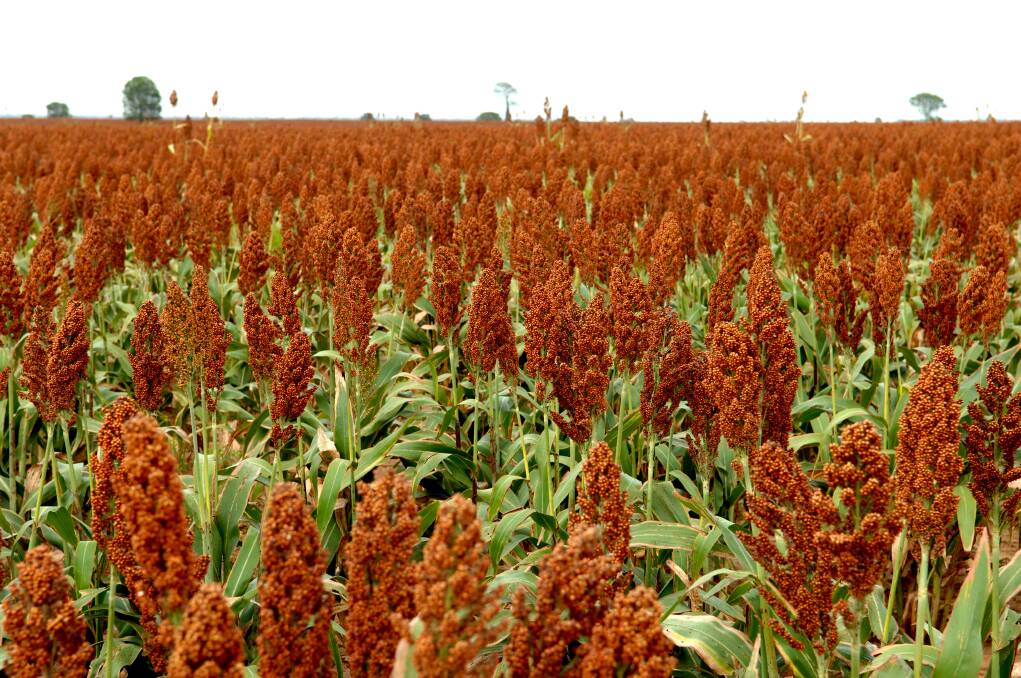CHOICE: The sorghum NVT program aims to provide growers with independent information, informing their choices when deciding on which hybrid to sow.