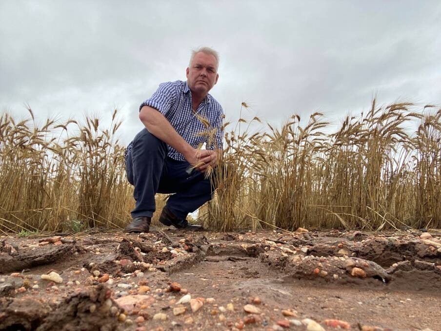 Member for Gregory Lachlan Millar is hoping the rain doesn't derail one of Central Queensland's best crops in recent memory. Pictured in a wheat paddock near Emerald. Picture LNP