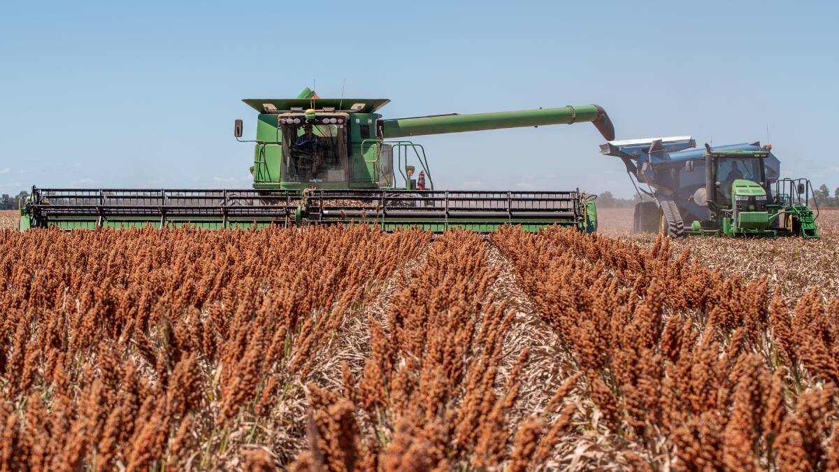 IN THE BIN: Daniel Wegener harvests this season's sorghum with a chaser bin in tow.