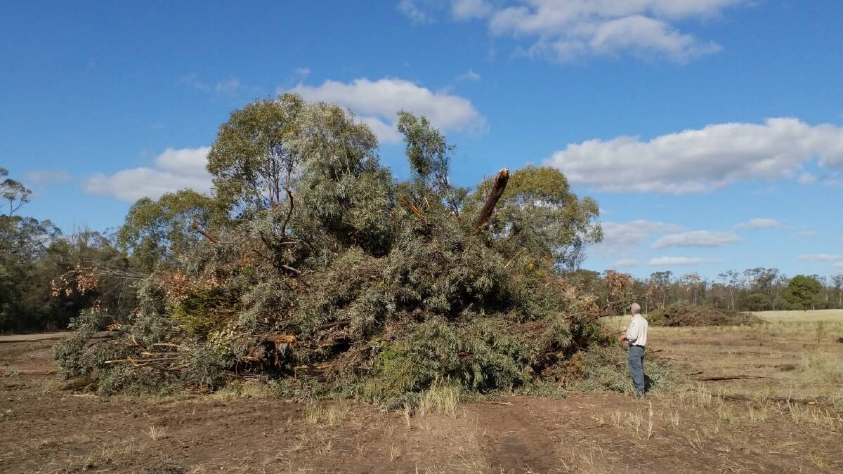 BRIGALOW TREES: The company used earthmoving machinery to clear the land then pushed the felled trees into stacks and burned them.