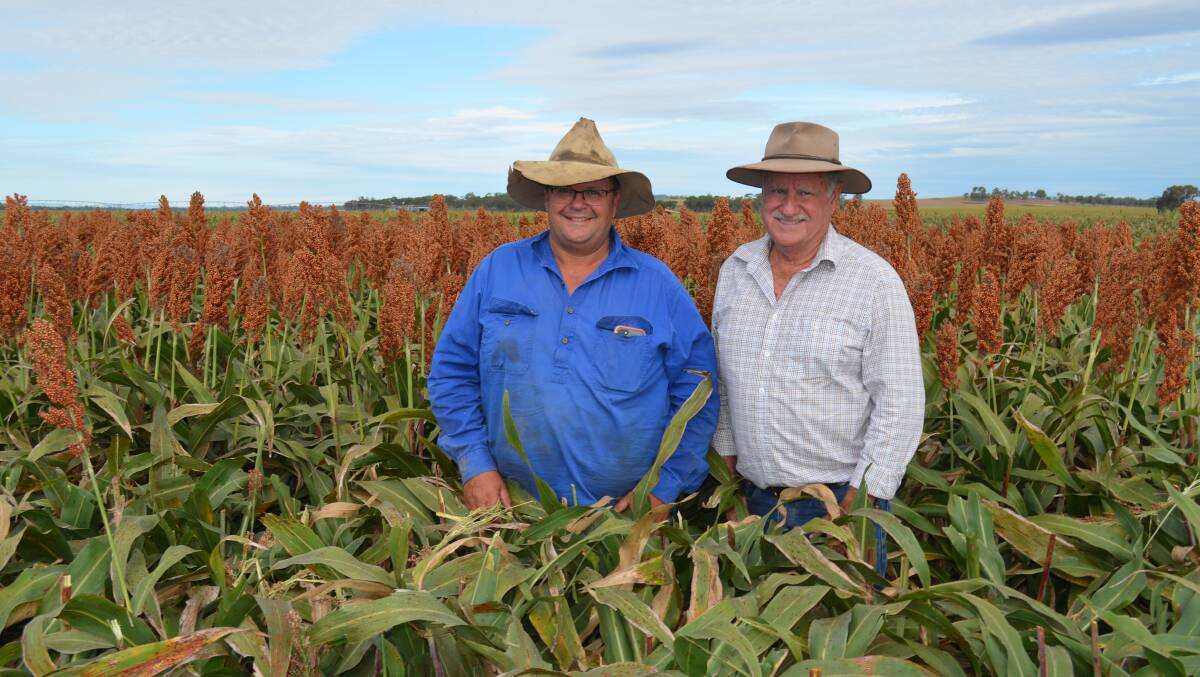 Ted Shooter and Bill Smith, Pacific Seeds, in a crop of sorghum.