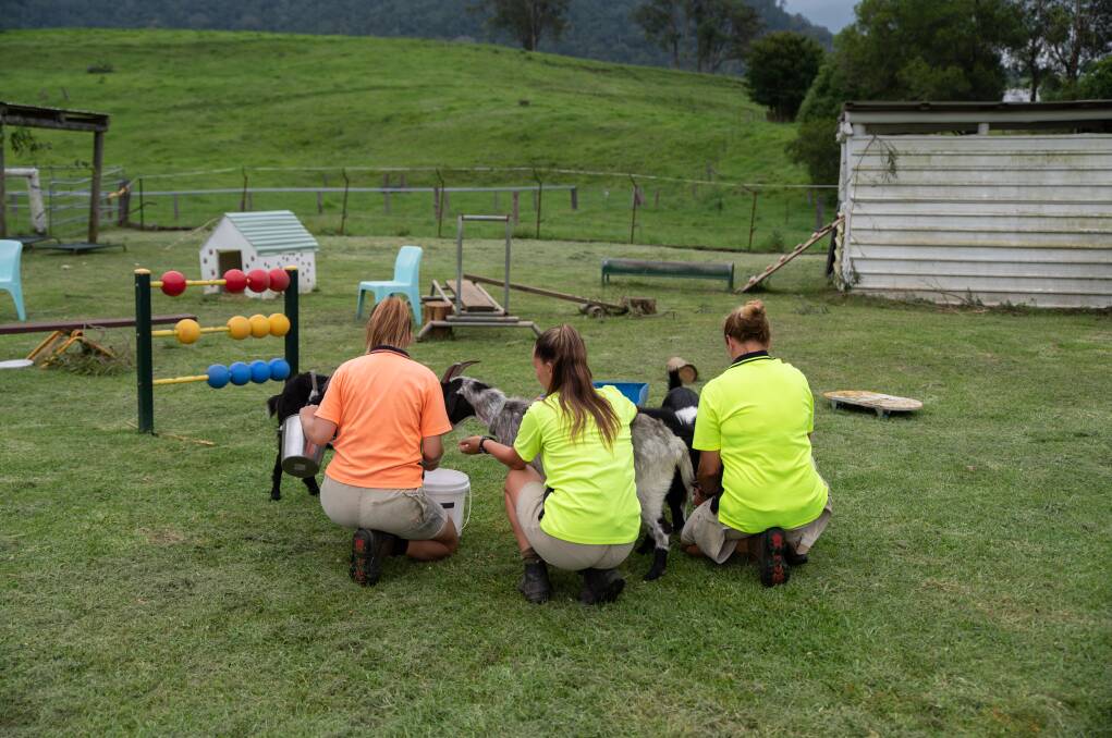 Numinbah Correctional Centre offenders feed the new pygmy goats. Photos: Brandon Long