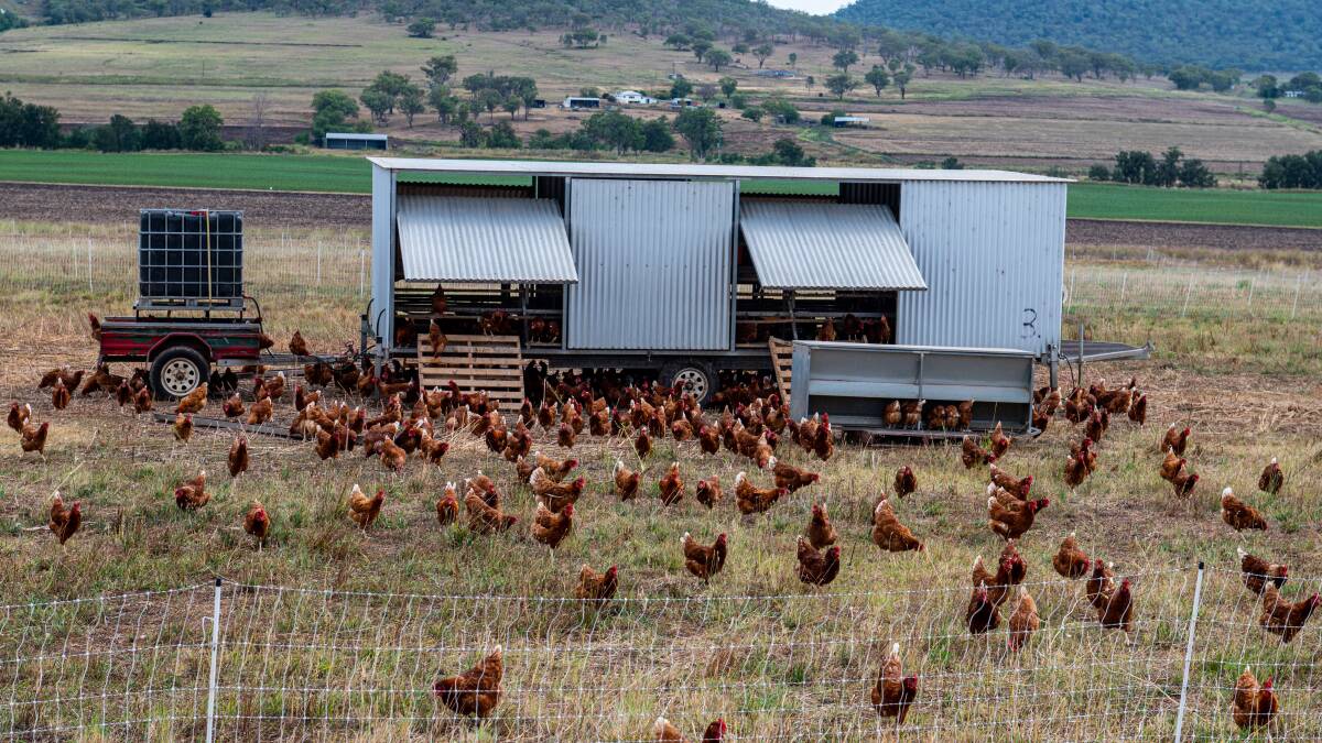 The farm's 2000 chickens are moved into prior cattle grazing areas to fertilise the landscape and promote pasture growth.
