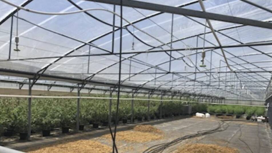 CLIFTON CANNABIS: The Clifton property allegedly had an extensive green house and drying shed with sophisticated lighting, irrigation and ventilation systems. Photo: QPS