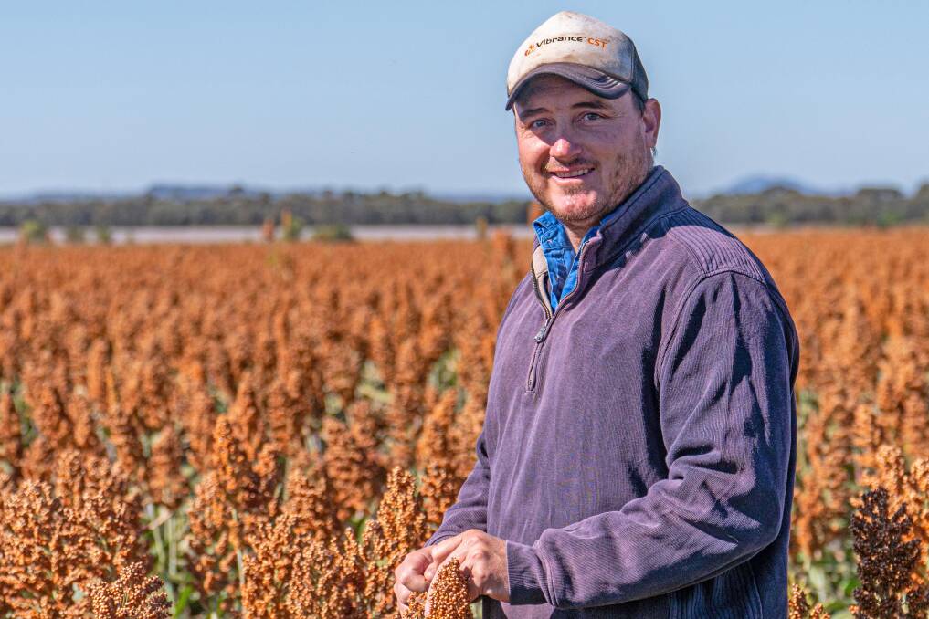 HARVEST TIME: Simon Green in a crop of sorghum at Silverton, Theodore.