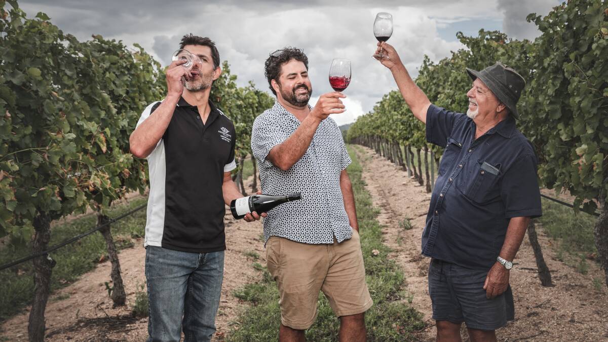 CHEERS: Raymond, Jason and Sam Costano toast at grape harvest at Golden Grove Estate.