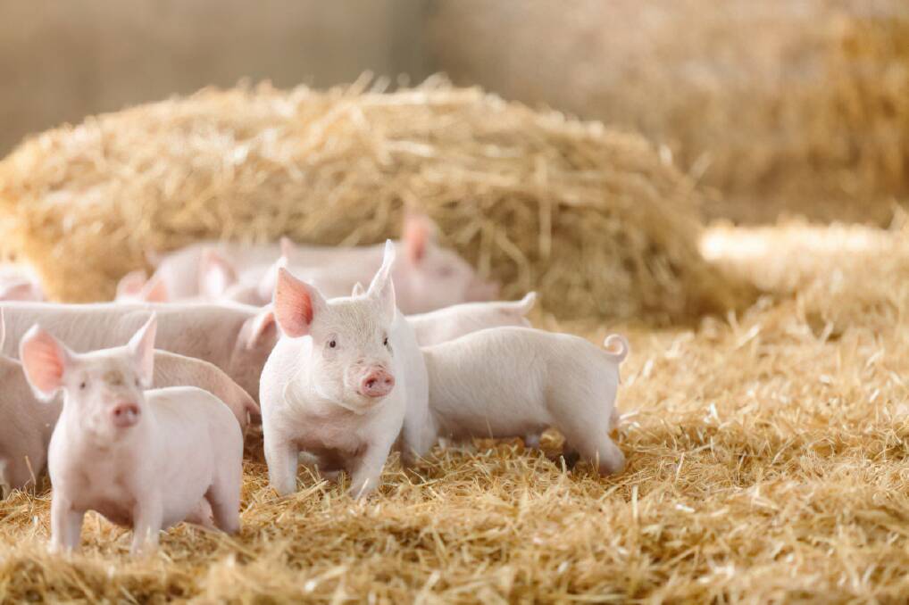 The vaccine protected 90 per cent of piglets in a trial from infection. Picture by Australian Pork Ltd