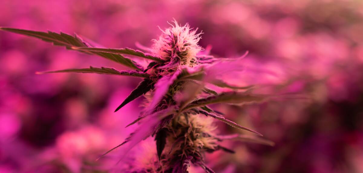 The cannabis plant contains THC and CBD, which are both used to treat a vareity of conditions. Pictures: Brandon Long