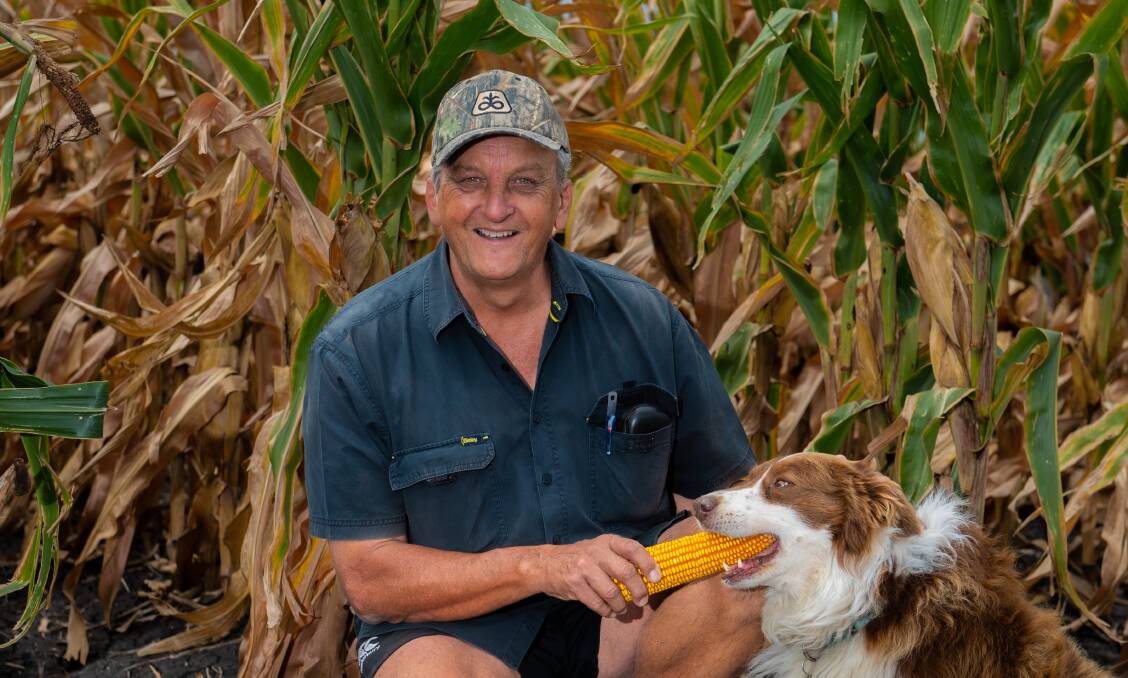 Wayne Ziesemer, Amaroo, Bongeen, is looking forward to harvesting his corn in a few weeks after dealing with fall armyworm last season. Farm dog Percy is ready to help. Pictures by Brandon Long