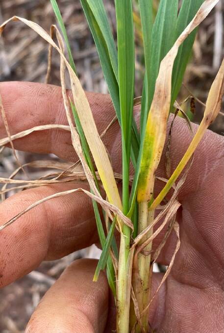 Northern growers are urged to ensure theyre properly diagnosing suspected disease in the paddock as some waterlogged crops are showing similar warning signs, such as yellowing. Photo: Glenn Shepherd, IMAG Consulting