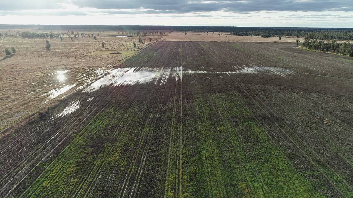 Five days after receiving 30mm of rain, Zena and Garry Ronnfeldt's paddock is still waterlogged. They say the cause is CSG-induced subsidence. Pictured on July 6, 2022. Picture: Supplied