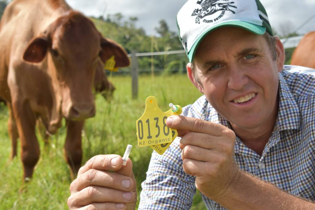 Tim Scott, Kandanga Farm, showcases the tissue sampling tags he is using to keep a record of cattle movement. Pictures by Sarala Scott