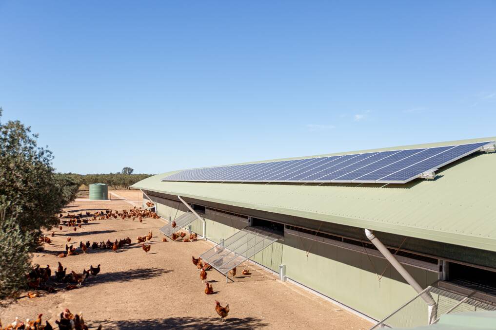 LEADING LAYERS: Punchs Creek egg producers Yallamundi Farm are the first egg farm in Australia to go carbon neutral. Photo: Supplied.