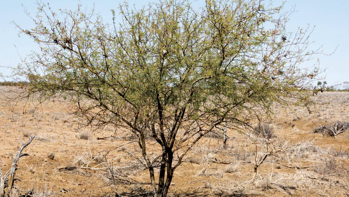 Mimosa bush can hamper mustering and prevent stock from accessing water. Photo: DAF