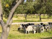 Coolmunda Organic Olives' property Nunyara is now home to more than 200 Dorper sheep. Picture: Supplied
