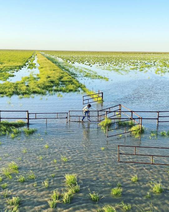 UNDER WATER: Glengyle Station manager Ray Degoumis opening a gate to get cattle to higher ground. Photo: Scott Blacket
