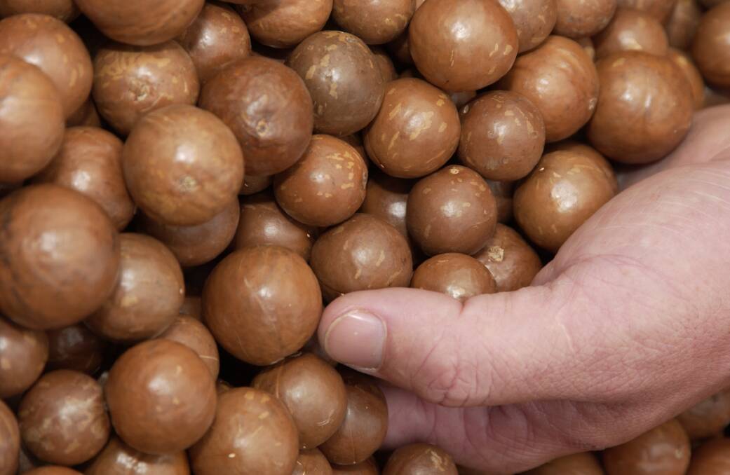 NUTS ABOUT DIGITAL: The Australian Macadamias Society is using its $58,620 grant on a project to improve microclimate monitoring and digital data for decision making.