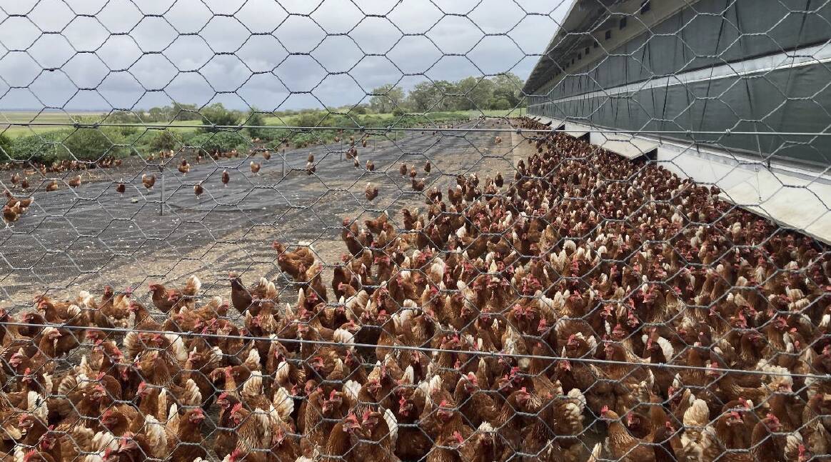 MORE HENS: The existing shed wall and range area at the farm near Pittsworth. Photo: Supplied.