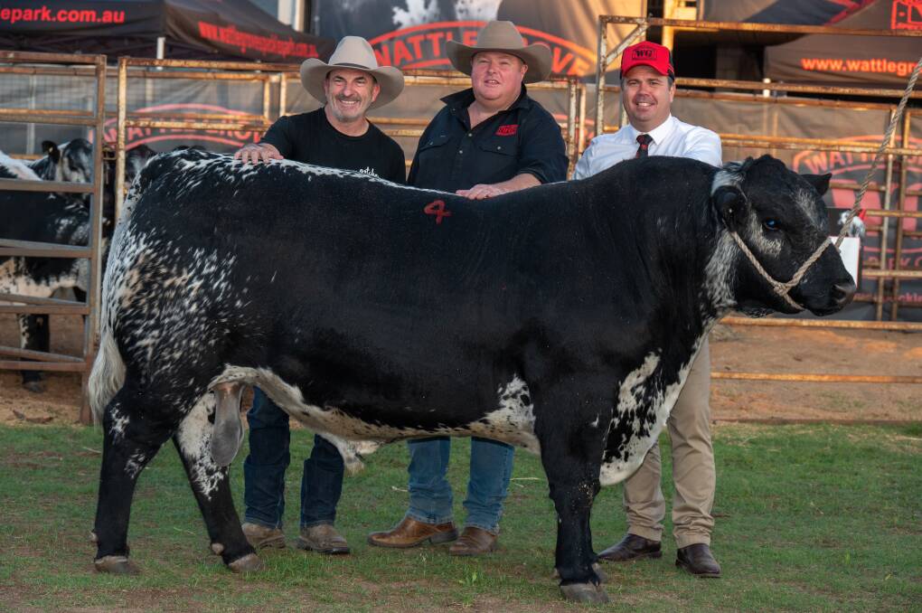 Steve Atkins, Gotcha Speckle Park, Cundletown, NSW, purchased top priced bull News Man for $45,000 from Dale Humphries, Wattle Grove Speckle Park, Oberon, NSW. Pictured with auctioneer Clint Donovan. Picture Brandon Long