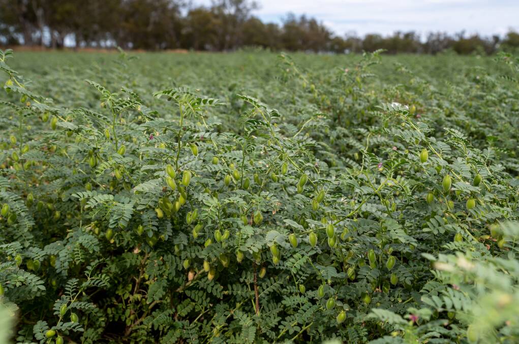 Queensland growers could soon be planting chickpeas in summer if current trials show enough economic benefit. Picture: Brandon Long