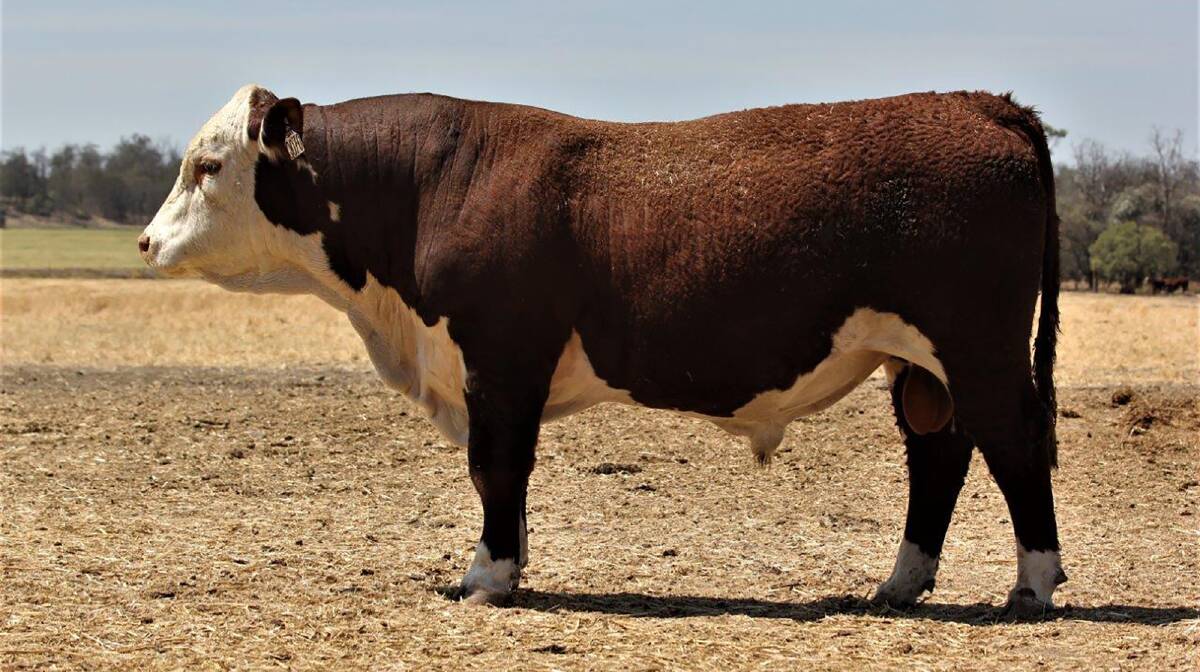 SALE TOPPER: Binara Quantum Q070 sold to Clive Golden, Dragoncrest, Yuleba, for $13,500. Photo: Supplied.