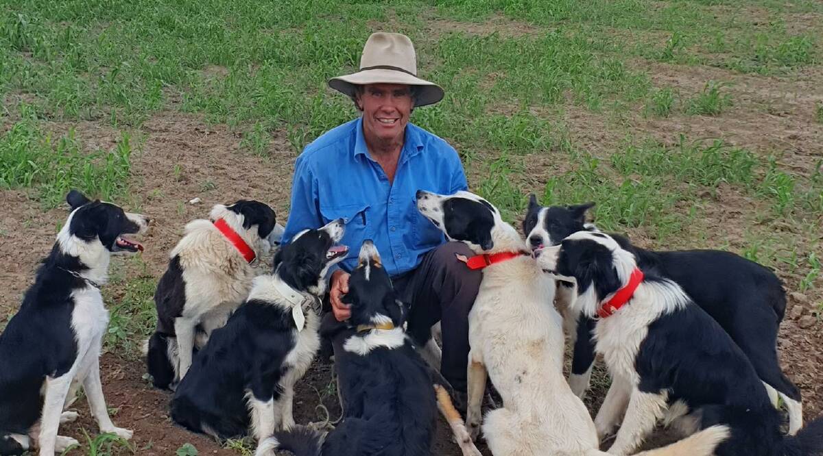 WORKING HARD: Husanley Working Stock Dogs owner Stan Hughes, Pittsworth, says the demand for trained working dogs is 'incredible'. Photo: Supplied.