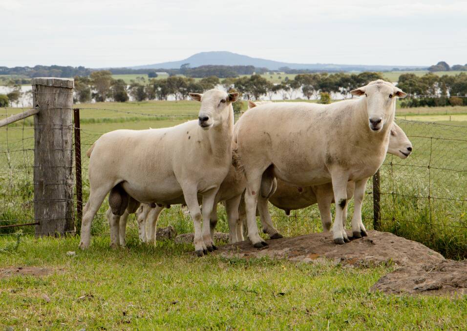 SOUGHT AFTER: Low Lamb Footprint shedding sheep at Croxton East near Hamilton, west Victoria. Photos: Supplied