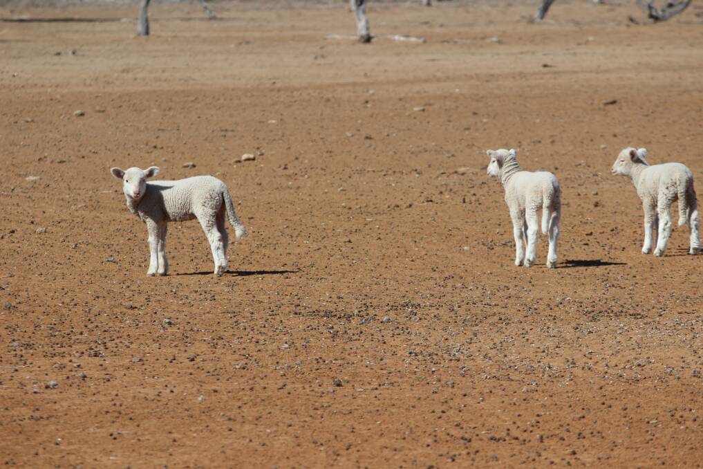The drought declration process is being reviewed. Picture by Penelope Arthur