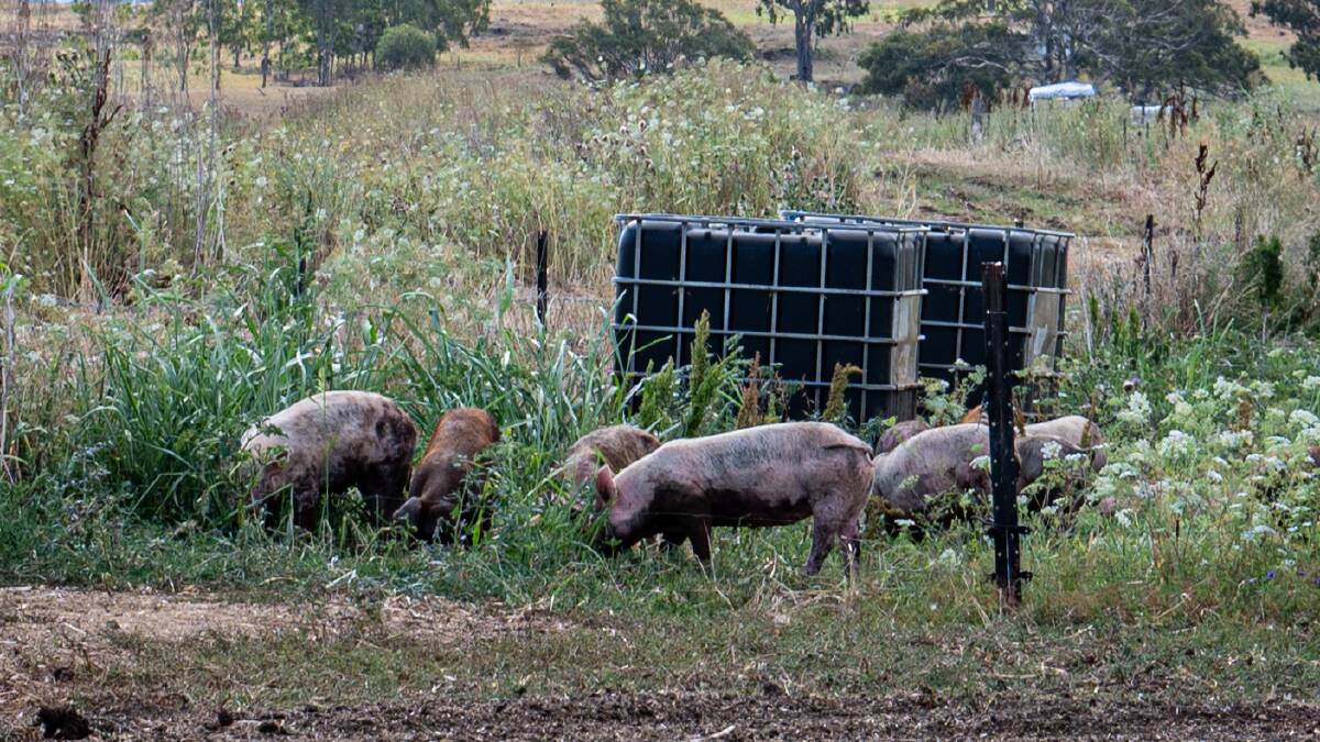 Echo Valley runs about 90 Duroc-based pigs, which spend most of their time outside foraging.