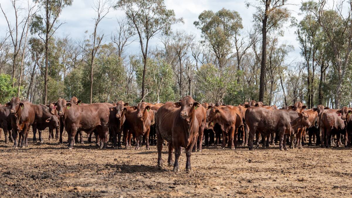 A Darling Downs lot feeder has been revealed as a finalist in this year's Premier of Queensland's Export Awards. Picture: Brandon Long