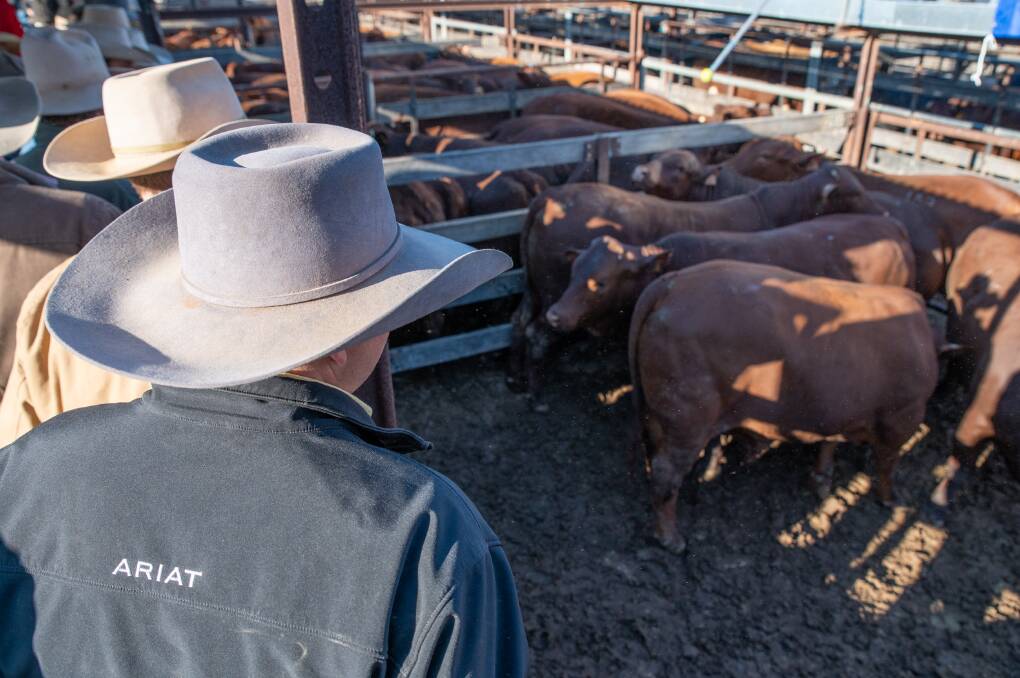 CAPITAL WORKS: Some of the state's saleyards are upgrading facilities this year as the cattle market continues to power on. Photos: Brandon Long.