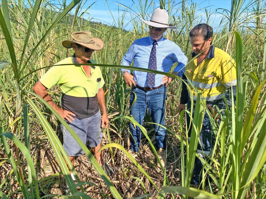DECADES OF DAMAGE: Santo Pappalardo (left), Bob Katter MP (centre) and Joel Pappalardo (right) inspect feral pig damage in the family's cane crop at Silkwood in Far North Queensland. Photo: Supplied.