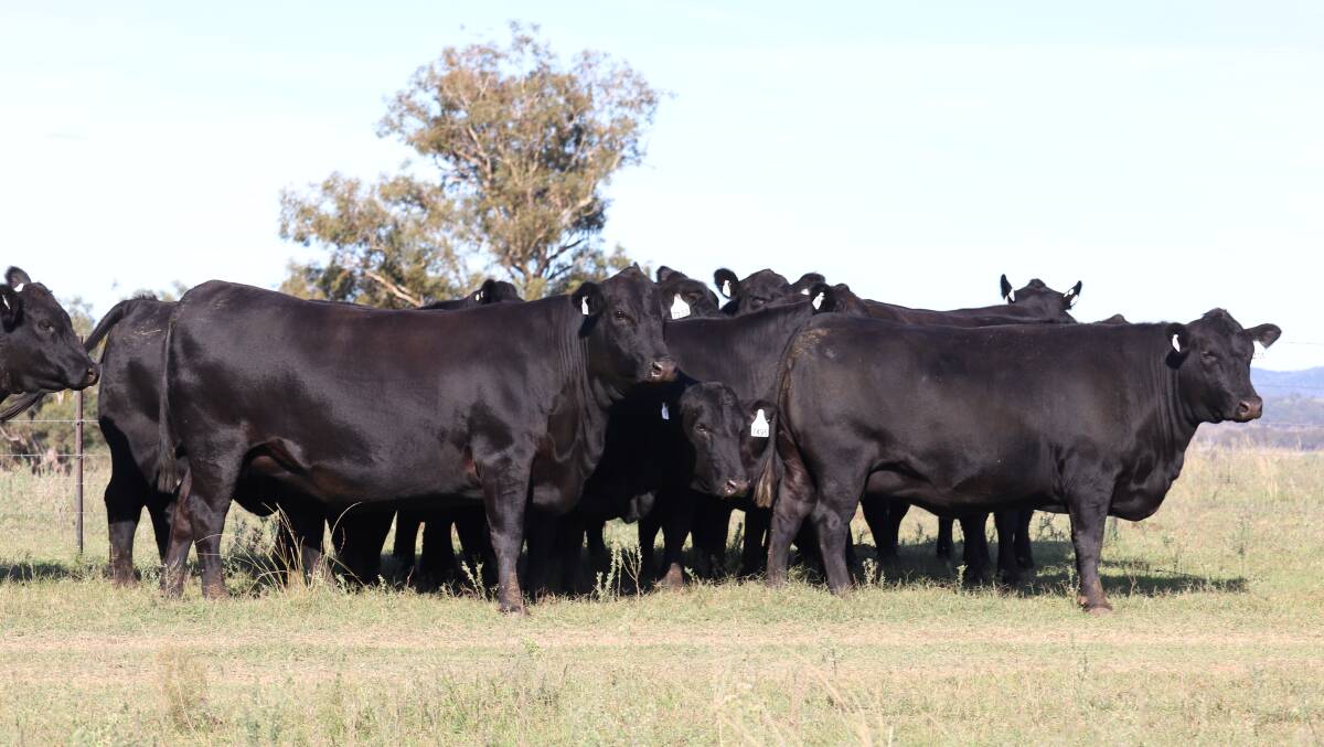 A group of Ultrablack pregnancy-tested-in-calf cows purchased by Barry Sleep, South Australia, for $6020/head.