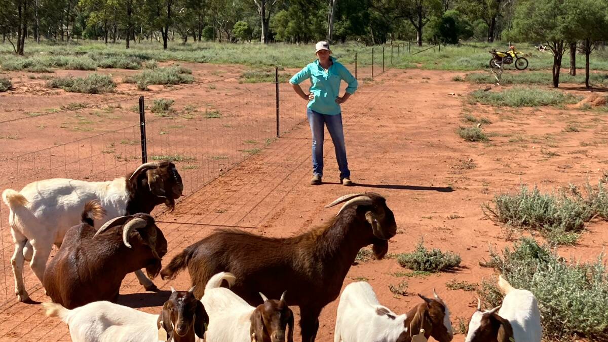 Hannah Bryant has more than $200,000 worth of fencing, cameras and sirens on grids, but even that couldn't prevent their goats from being stolen. Photo: Supplied