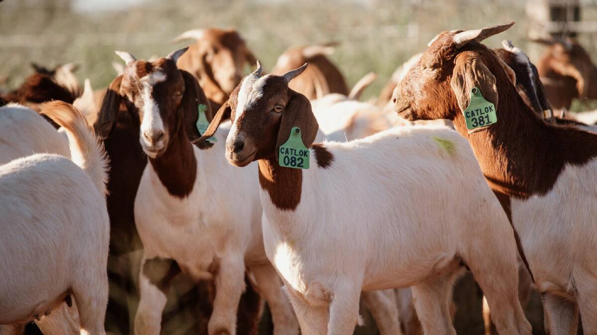 Catlok focus on cross-breeding Boer bucks with their Rangeland does. Photo: Georgia Hoolihan Photography,